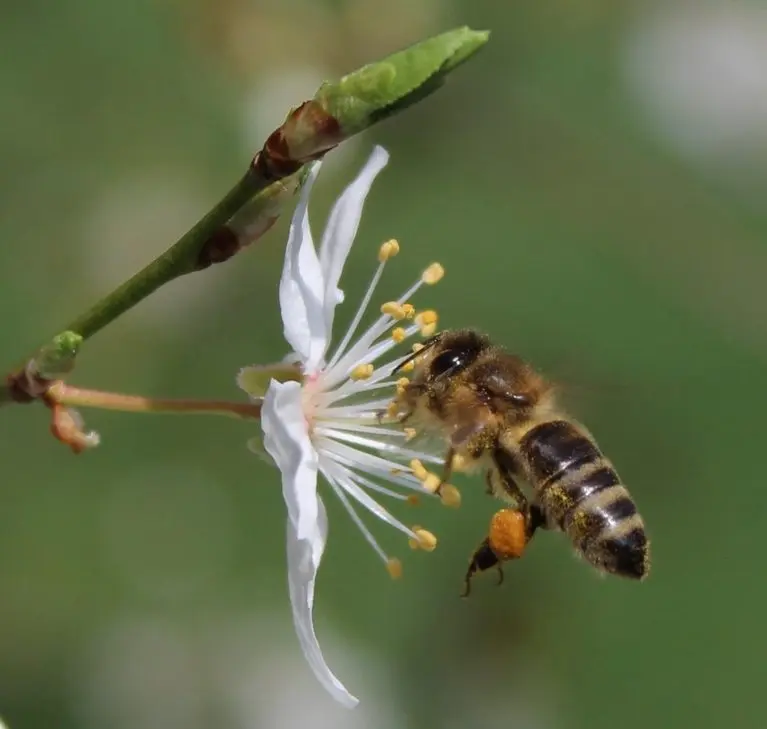 Nahaufnahme einer Honigbiene im Anflug auf eine weiße Blüte