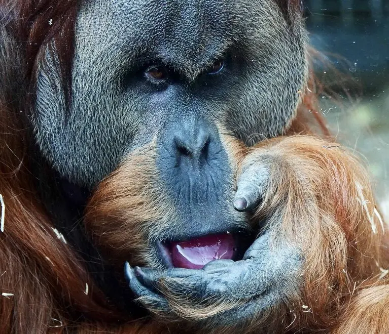 Nahaufnahme eines Orang-Utans, der die Hand an den geöffneten Mund hält