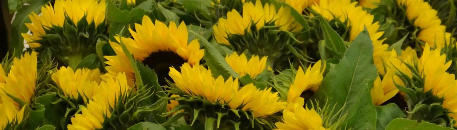Viele gelbe Sonnenblumen dicht nebeneinander