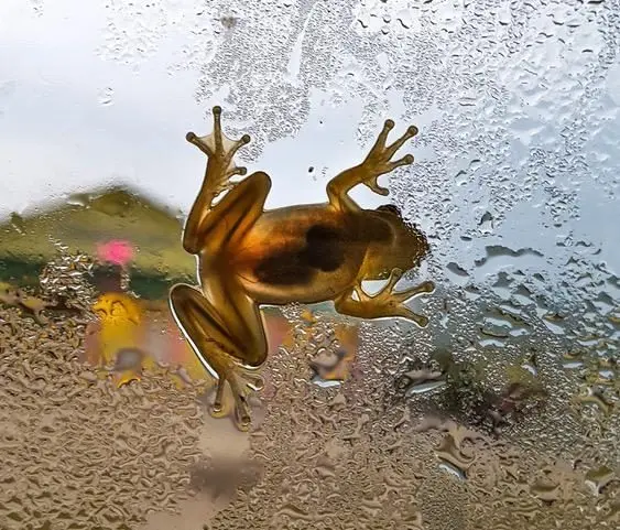 Frosch an einer regennassen Fensterscheibe, von innen im Gegenlicht fotografiert