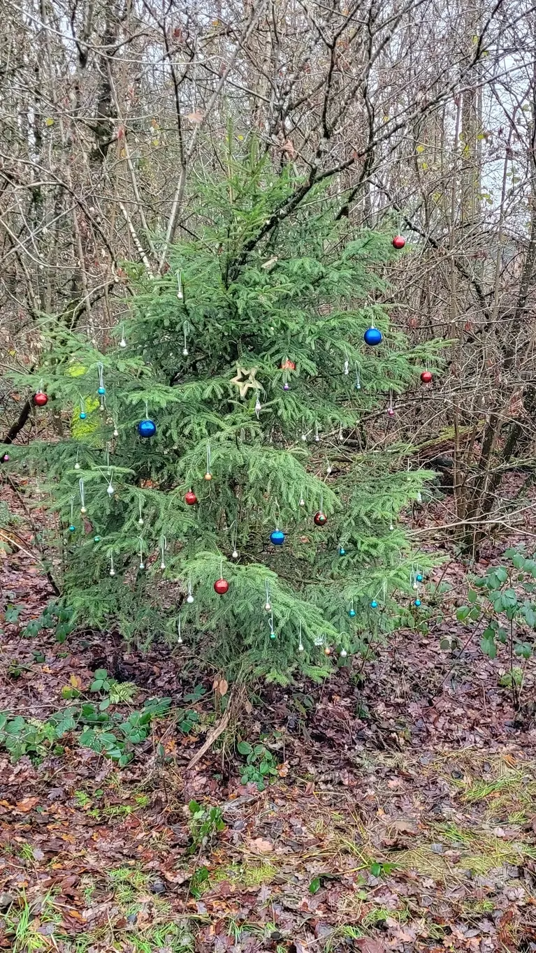Kleine Fichte im Wald, geschmückt mit bunten Kugeln und einem Stern