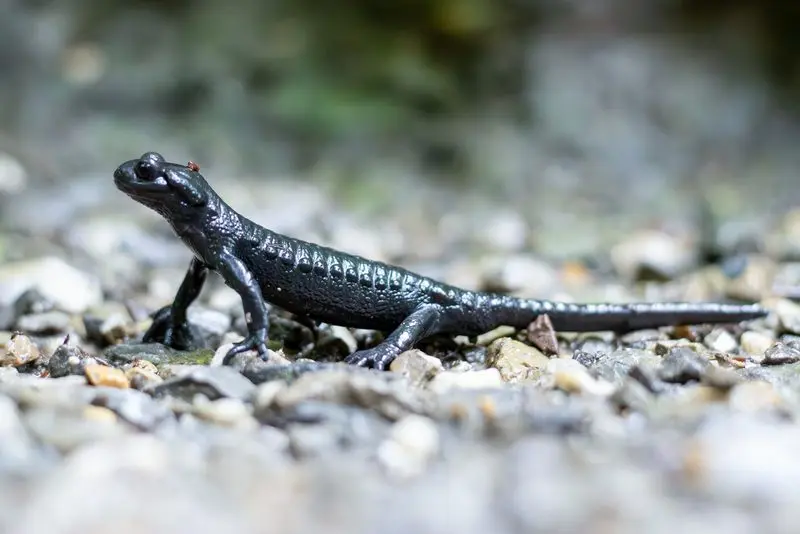 Schwarzer Salamander auf Kiesboden in Nahaufnahme